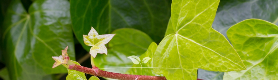 Hedera is winterhard | Gardline